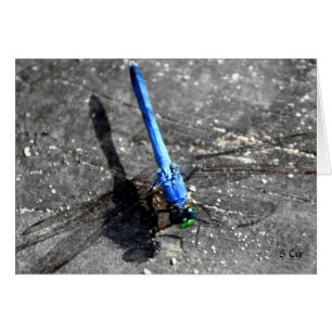 Dragonfly, S Cyr