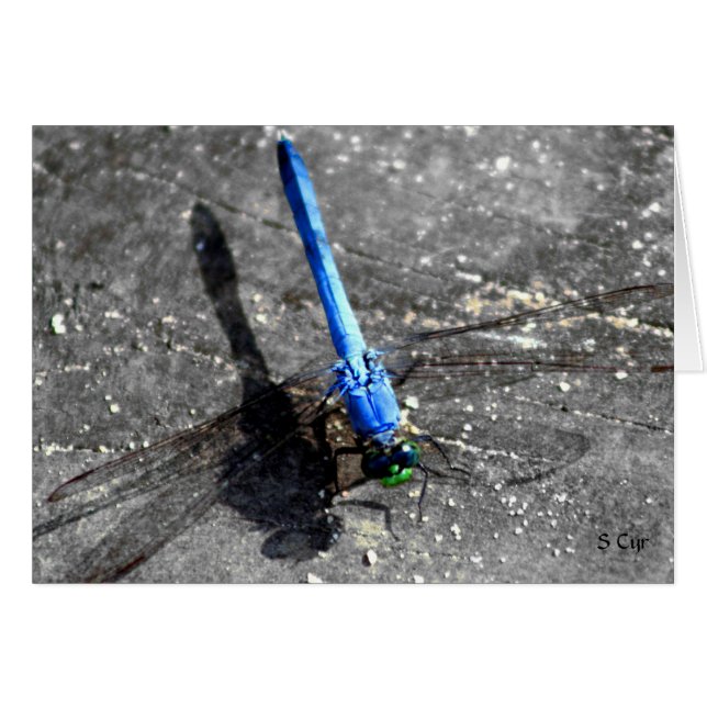 Dragonfly, S Cyr (Front Horizontal)