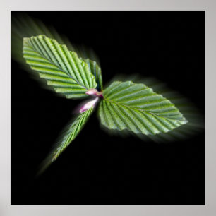 Dragonfly shaped leaves poster