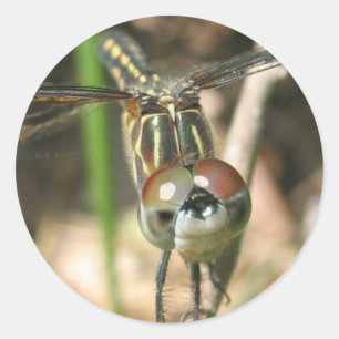 "Dragonfly Smile" Sticker Sheet