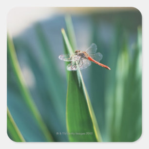 Dragonfly Square Sticker