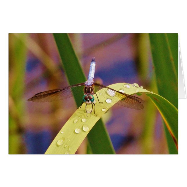 Dragonfly sur la feuille de pluie (Devant horizontal)