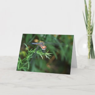 Dragonfly sur une carte à brindilles