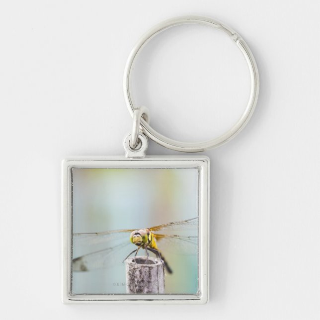 Dragonfly (Sympetrum infuscatum) 2 Keychain (Front)
