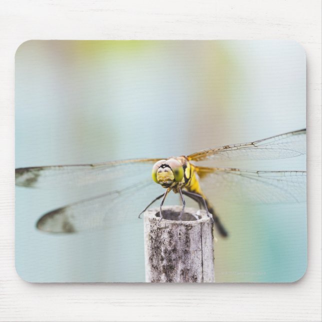 Dragonfly (Sympetrum infuscatum) 2 Mouse Pad (Front)
