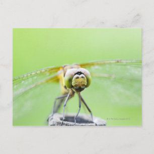 Dragonfly (Sympetrum infuscatum) Postcard