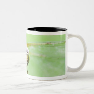 Dragonfly (Sympetrum infuscatum) Two-Tone Coffee Mug