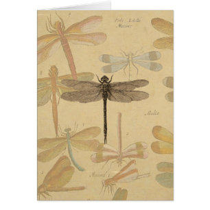 Dragonfly Vintage Antique Classic Drawing