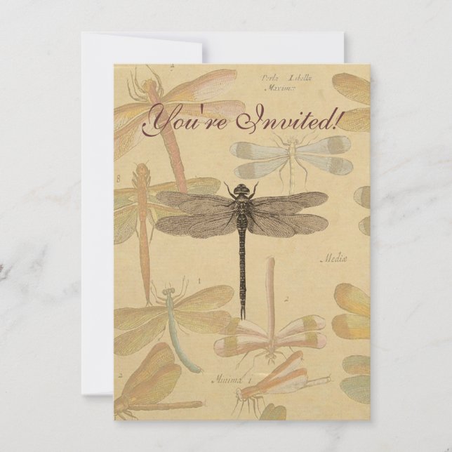 Dragonfly Vintage Antique Classic Nature Invitation (Front)