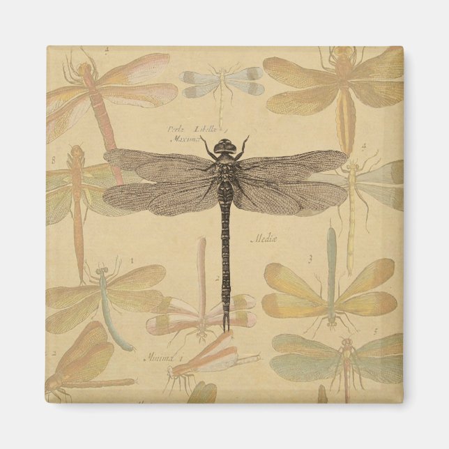 Dragonfly Vintage Antique Classic Nature Magnet (Front)