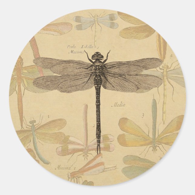 Dragonfly Vintage Antique Classic Nature Round Sticker (Front)