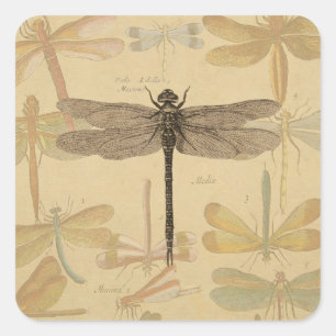 Dragonfly Vintage Antique Classic Nature Square Sticker
