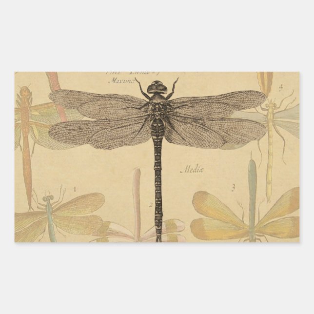 Dragonfly Vintage Antique Classic Nature Sticker (Front)