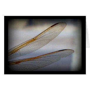 Dragonfly Wing Macro