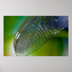 Dragonfly wings nature close insect poster