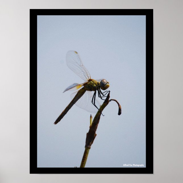 Dragonfly with Cane Stick Portrait Poster (Front)