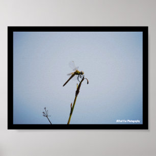 Dragonfly with Cane Stick Poster