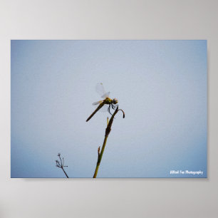 Dragonfly with Cane Stick Poster