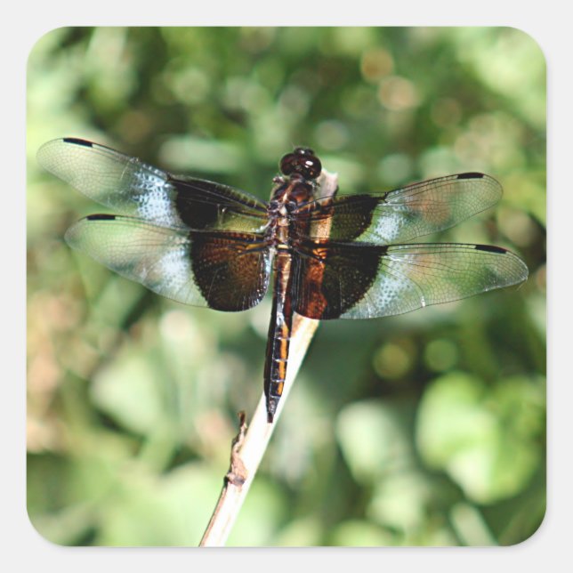 Dragonfly with double wings square sticker (Front)