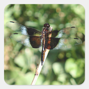 Dragonfly with double wings square sticker