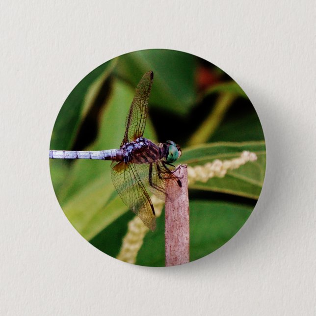 Dragonfly with white flowers 2 inch round button (Front)