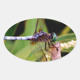 Dragonfly with white flowers oval sticker