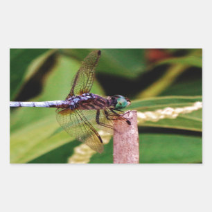Dragonfly with white flowers sticker