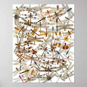 Dragonlies All Over Poster