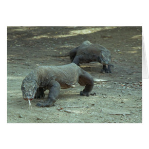 Dragons de Komodo