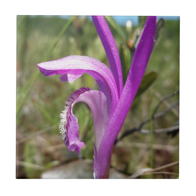Dragon's Mouth Orchid (Arethusa bulbosa) Tile (Front)