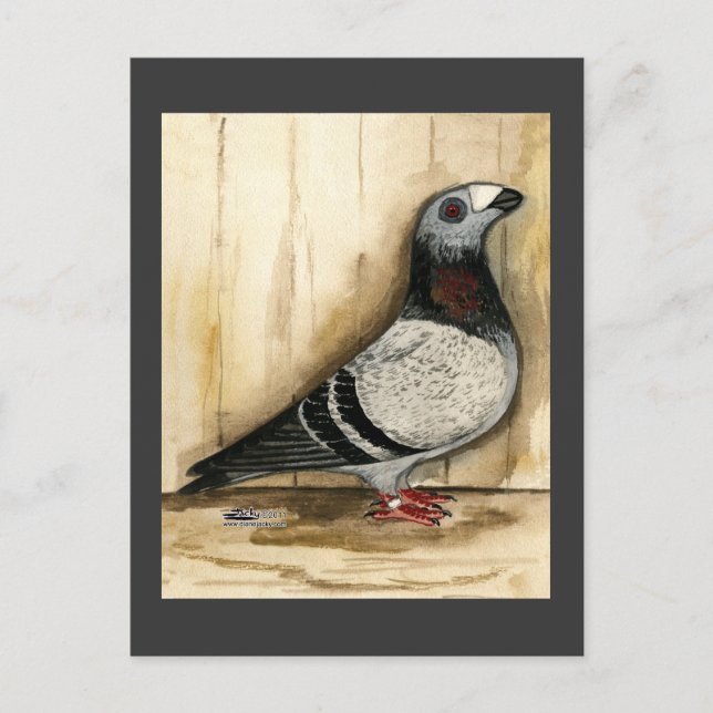 Dragoon Pigeon Blue Grizzle Postcard (Front)