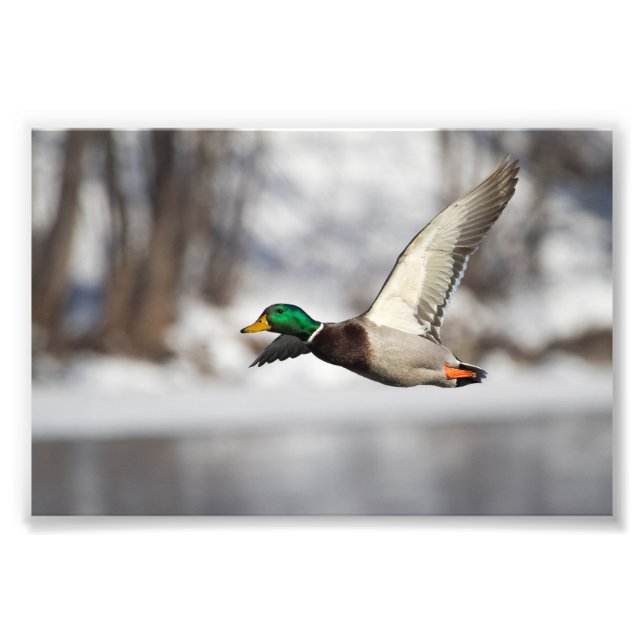 Drake mallard duck in flight: Photo Print (Front)