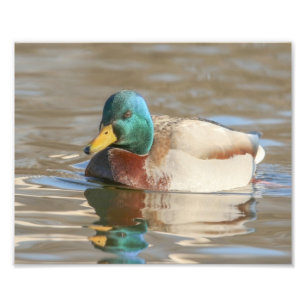 Drake Mallard Duck Photography Print