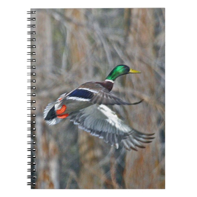 Drake mallard in flight notebook (Front)