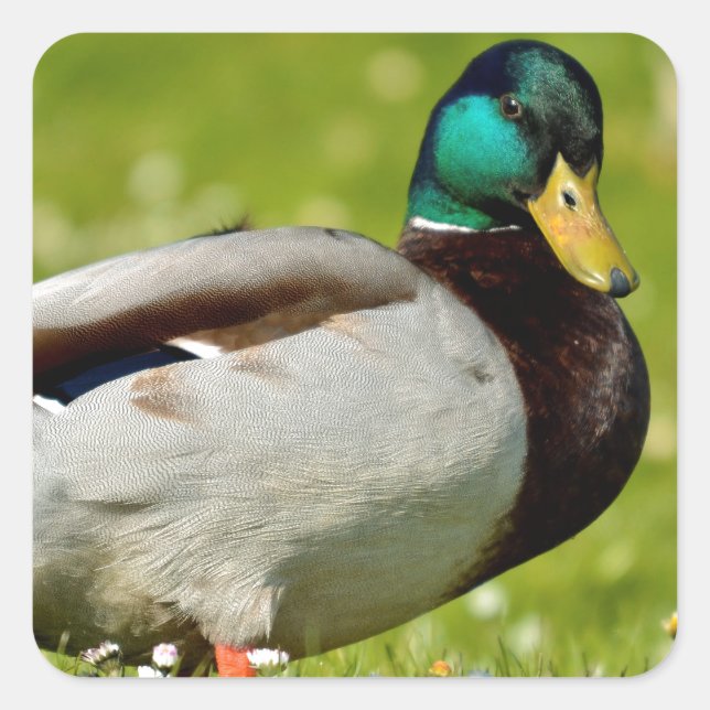 Drake mallard on grass square sticker (Front)