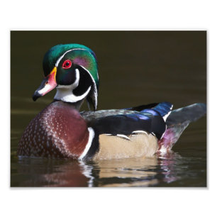 Drake Wood Duck Dressed in His Full Colours Photo Print