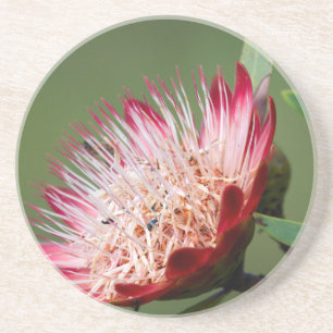 Drakensberg Sugarbush (Protea Dracomontana) Coaster
