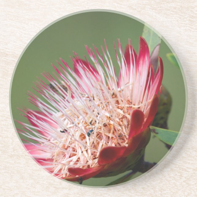 Drakensberg Sugarbush (Protea Dracomontana) Coaster (Front)