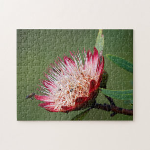 Drakensberg Sugarbush (Protea Dracomontana) Jigsaw Puzzle