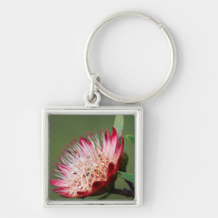 Drakensberg Sugarbush (Protea Dracomontana) Keychain