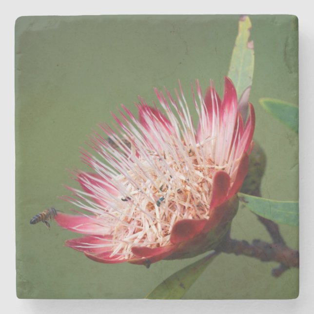 Drakensberg Sugarbush (Protea Dracomontana) Stone Coaster (Front)