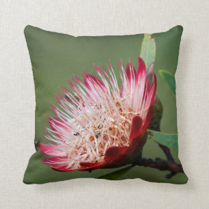 Drakensberg Sugarbush (Protea Dracomontana) Throw Pillow