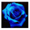 Drama Of The Blue Rose Poster Print
