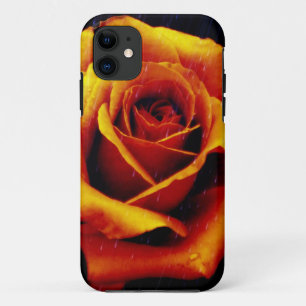 Drama Of The Orange Rose iPhone 5 Case