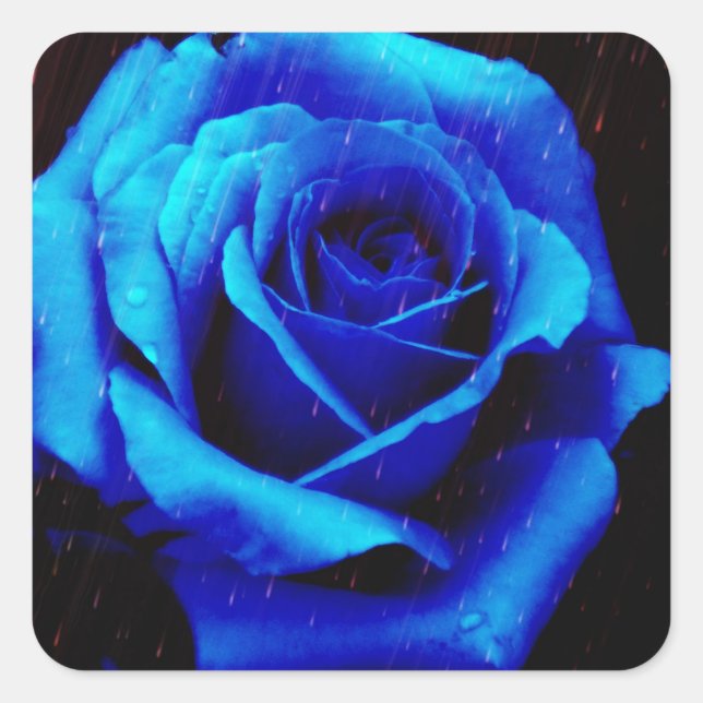 Dramatic Blue Rose Square Sticker (Front)