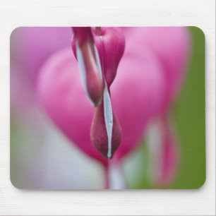 Dramatic colour and shape of bleeding heart mouse pad