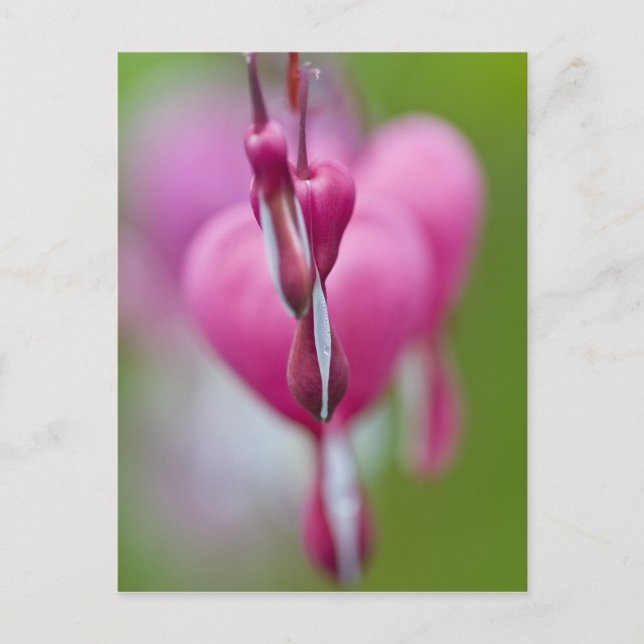 Dramatic colour and shape of bleeding heart postcard (Front)