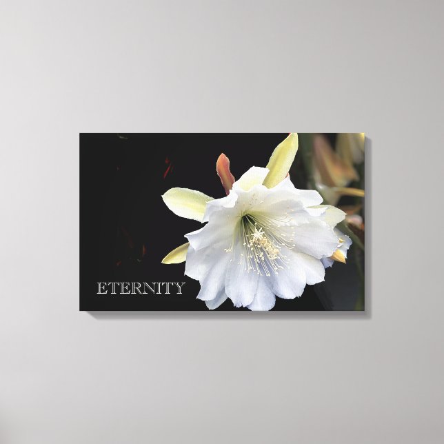 Dramatic eternity epiphyllum flower on canvas (Front)