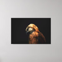 Dramatic Low Key Portrait of a Majestic Hawk
