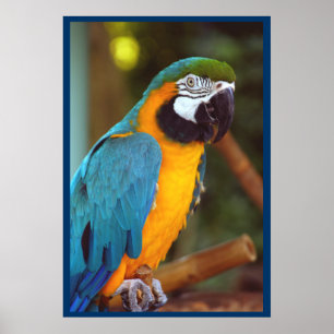 Dramatic Macaw Poster